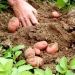 BRS Gaia é indicada para a mudança das bases da produção e consegue aumentar a sustentabilidade dos sistemas agrícolas, intercalando com a cultura de tabaco | Foto: Divulgação/Embrapa