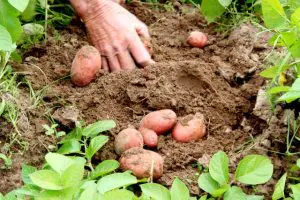 BRS Gaia é indicada para a mudança das bases da produção e consegue aumentar a sustentabilidade dos sistemas agrícolas, intercalando com a cultura de tabaco | Foto: Divulgação/Embrapa