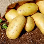 A batata tem quase todos os nutrientes que o ser humano precisa: água, carboidratos e proteína | Foto: Reprodução/PXHere