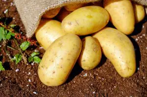 A batata tem quase todos os nutrientes que o ser humano precisa: água, carboidratos e proteína | Foto: Reprodução/PXHere