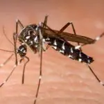 Mosquito Aedes Aegypti