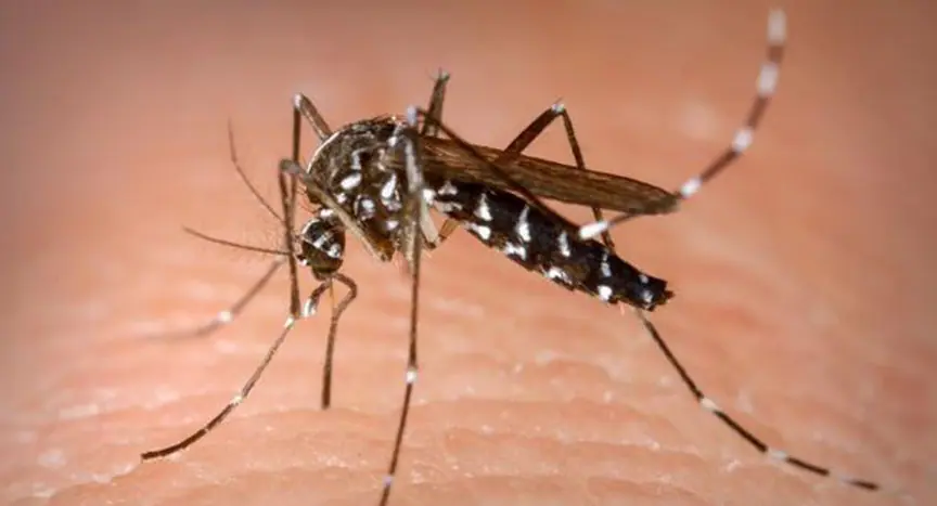 Mosquito Aedes Aegypti