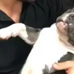 O cachorro Weiser, morto asfixiado durante voo em 2021