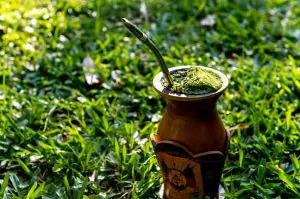 O Brasil é líder na produção mundial de erva-mate, e o Paraná o principal produtor nacional | Foto: Reprodução/Guará 50 anos