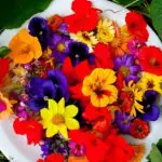 Em A Força do Agro desta terça-feira, 16, o espectador vai ver que o consumo de flores parece novo, mas é bem antigo | Foto: Reprodução/Redes sociais