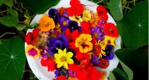 Em A Força do Agro desta terça-feira, 16, o espectador vai ver que o consumo de flores parece novo, mas é bem antigo | Foto: Reprodução/Redes sociais