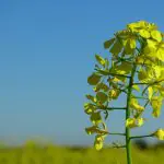 Em A Força do Agro desta terça-feira, 2, o espectador saberá como a fumaça pode ajudar a agricultura brasileira | Foto: Reprodução/PXHere