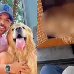O cão foi mandado de volta para Guarulhos. Quando o tutor chegou para encontrá-lo, o golden estava morto | Foto: Reprodução/Instagram