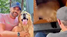 O cão foi mandado de volta para Guarulhos. Quando o tutor chegou para encontrá-lo, o golden estava morto | Foto: Reprodução/Instagram