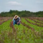 Um produtor rural, agachado, com calça jeans e chapéu, olhando a produção agrícola que o cerca. O campo é verde, com detalhes em marrom