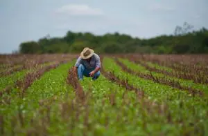 Um produtor rural, agachado, com calça jeans e chapéu, olhando a produção agrícola que o cerca. O campo é verde, com detalhes em marrom