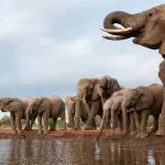 Elefantes em Botsuana