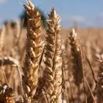 Já que o trigo atua como um descarbonizante, o cereal ajuda a equilibrar o ecossistema | Foto: Reprodução/PXHere