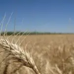 Os três Estados do Sul respondem por mais de 90% da produção de trigo no país