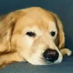 O cão Joca, morto durante voo da Gol | Foto: Reprodução/Instagram/@jfantazzini