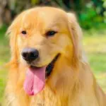 Joca, o golden retriever