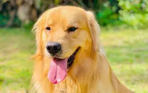 Joca, o golden retriever
