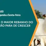 a força do agro 206 - pecuária e rebanho