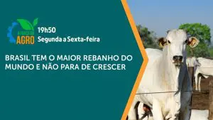 a força do agro 206 - pecuária e rebanho