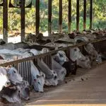 compost barn confinamento animal - pecuária - a força do agro