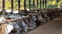 compost barn confinamento animal - pecuária - a força do agro