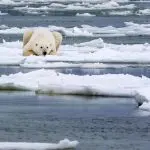 Urso polar no Ártico