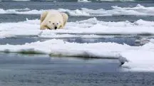 Urso polar no Ártico