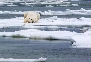 Urso polar no Ártico