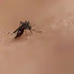 A cidade de São Paulo lidera o ranking de óbitos, com 576 mortes | Foto: Reprodução/Instituto Nacional de Alergia e Doenças Infecciosas