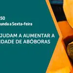 A importância das abelhas é assunto em A Força do Agro desta quarta-feira, 22 | Foto: Divulgação/YouTube
