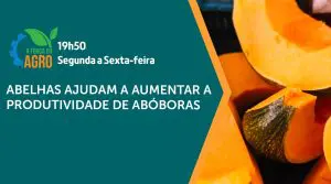 A importância das abelhas é assunto em A Força do Agro desta quarta-feira, 22 | Foto: Divulgação/YouTube