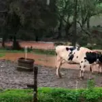 Chuvas agro RS