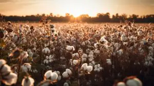 As perdas causadas pelo ataque de pragas e doenças não afetam só os produtores, mas também quem usa o algodão, matéria-prima para roupas | Foto: Reprodução/Freepik