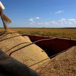 arroz rio grande do sul