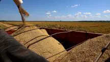 arroz rio grande do sul