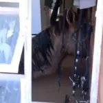 Dois cavalos presos, numa residência em Canoas | Foto: Reprodução/TV Globo