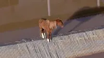 O animal, batizado de Caramelo, foi encontrado desidratado e foi necessário um esforço conjunto para garantir sua segurança e saúde | Foto: Reprodução/RecordTV