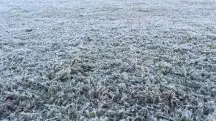 Geadas congelam grama no Paraná