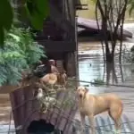 Animais, Rio Grande do Sul