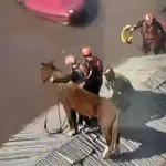 Cavalo telhado casa
