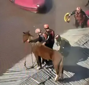 Cavalo telhado casa