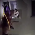 Égua RS