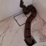 A jiboia foi liberada em uma área habitada por animais silvestres, sem sofrer ferimentos