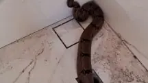 A jiboia foi liberada em uma área habitada por animais silvestres, sem sofrer ferimentos