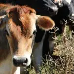 Em um leilão, os animais de corte ou de leite geralmente são levados a uma fazenda, onde ficam expostos para que possam ser apresentados aos compradores | Foto: Reprodução/PXHere