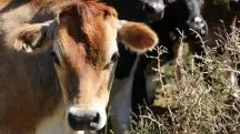 Em um leilão, os animais de corte ou de leite geralmente são levados a uma fazenda, onde ficam expostos para que possam ser apresentados aos compradores | Foto: Reprodução/PXHere