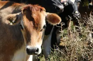 Em um leilão, os animais de corte ou de leite geralmente são levados a uma fazenda, onde ficam expostos para que possam ser apresentados aos compradores | Foto: Reprodução/PXHere