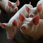 A aprovação da entrada da pecuária suína nesse mercado representa a segunda grande abertura para o agronegócio brasileiro em menos de um ano