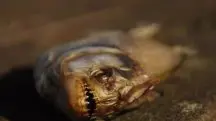As piranhas encontradas em Porto Alegre são conhecidas como palometas