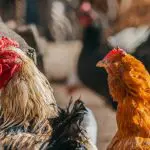 A Embrapa Suínos e Aves, em Santa Catarina, continua a avançar no desenvolvimento de um protótipo de biofármaco para controlar salmonelas avícolas | Foto: Reprodução/Pexels